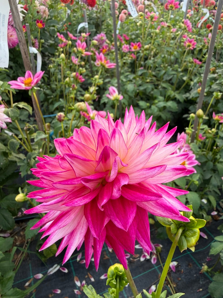 Dahlia - Winkie Carnival