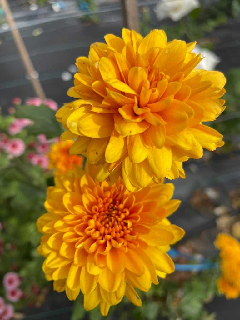 Heirloom Chrysanthemum - Rooted Cutting - Jewel Bronze