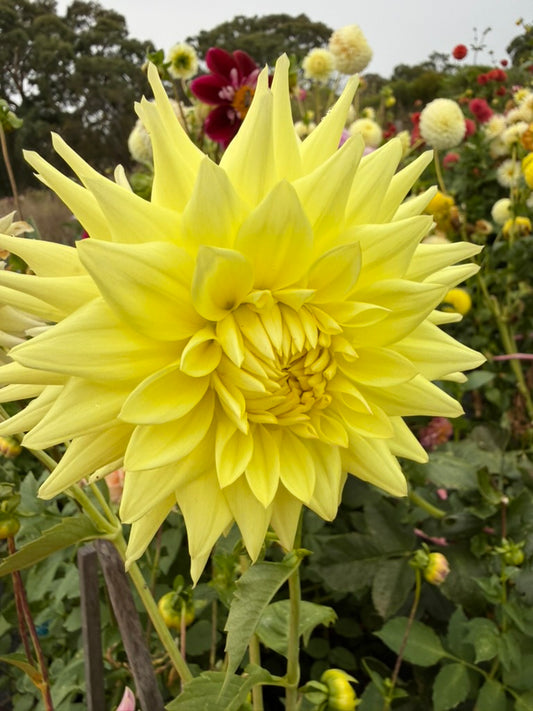 Dahlia - Wakefield Impersonator