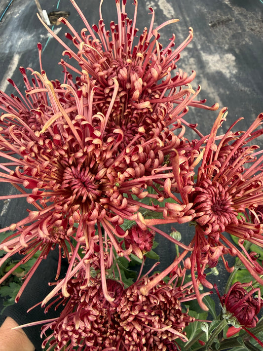 Chrysanthemum - Rooted Cutting - Scarlet O'Hara