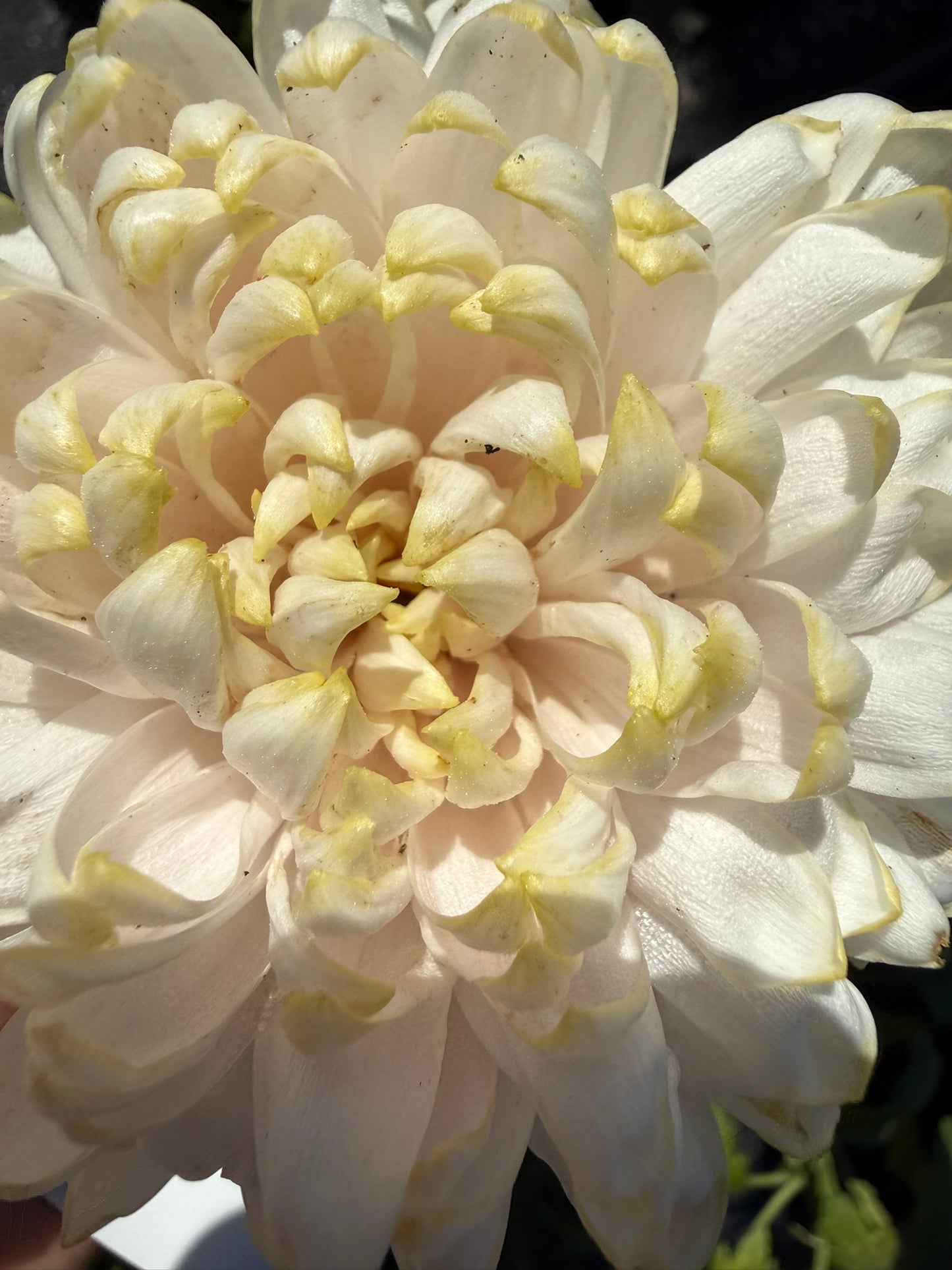 Chrysanthemum - Rooted Cutting - Cosmo Lime