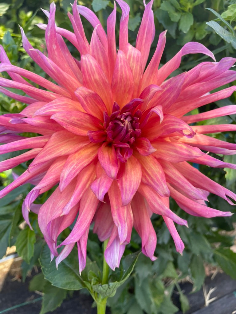 Dahlia - French Watermelon / French Kiss (max 1)