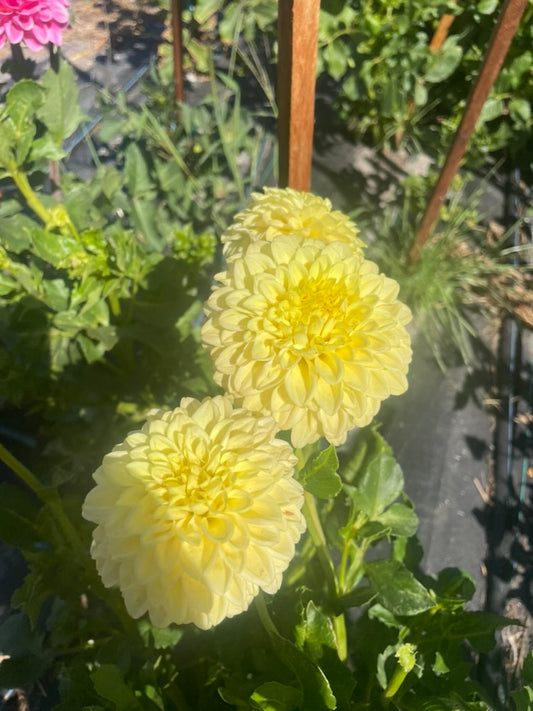 Dahlia - Alf 2