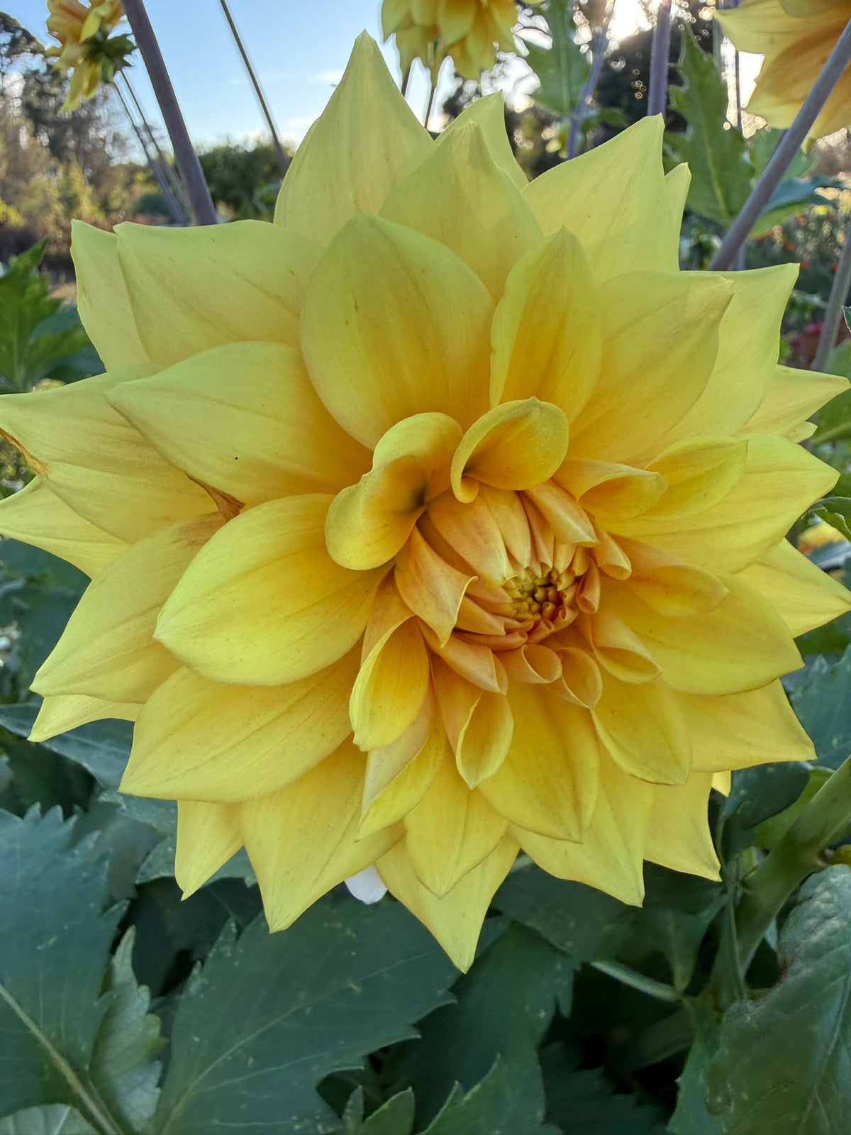 Dahlia - Devon Moon