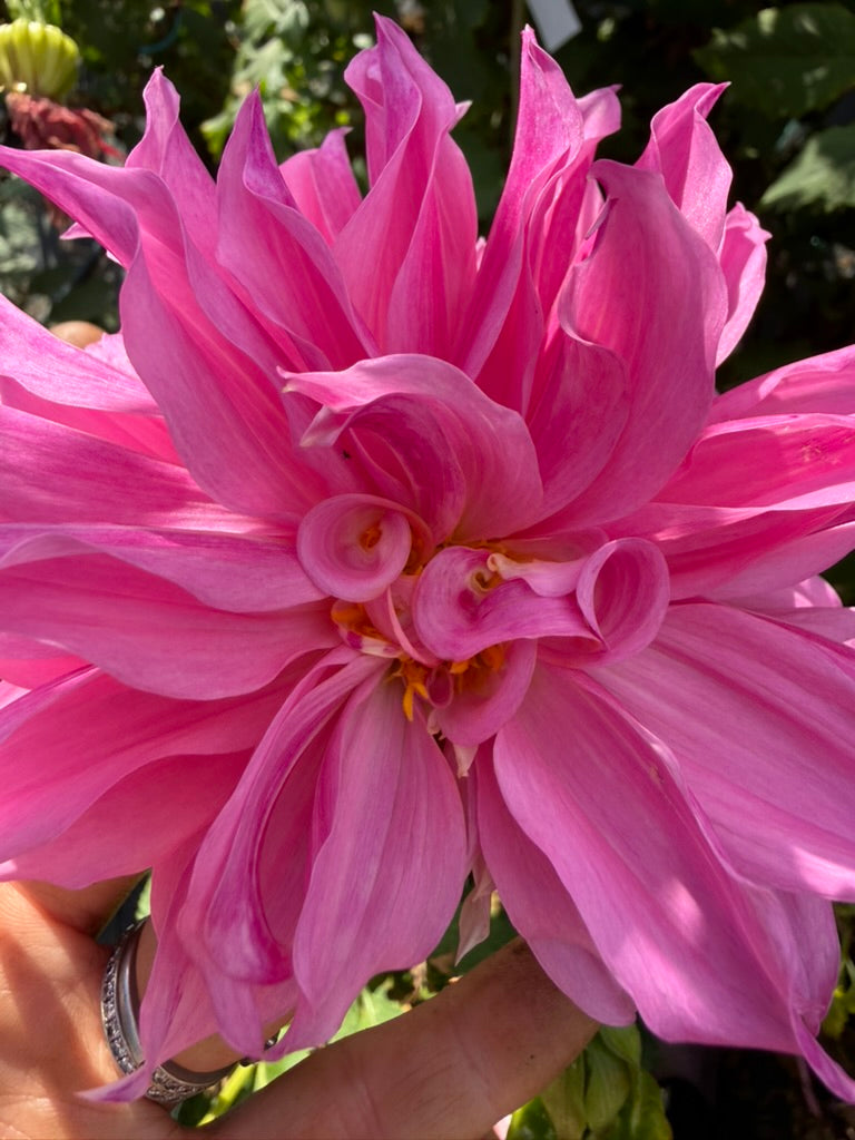 Dahlia - Lileah Mailman
