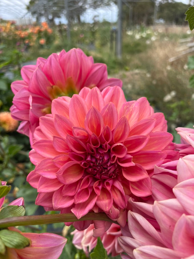 Dahlia - Alpine Beacon (NA 2025)