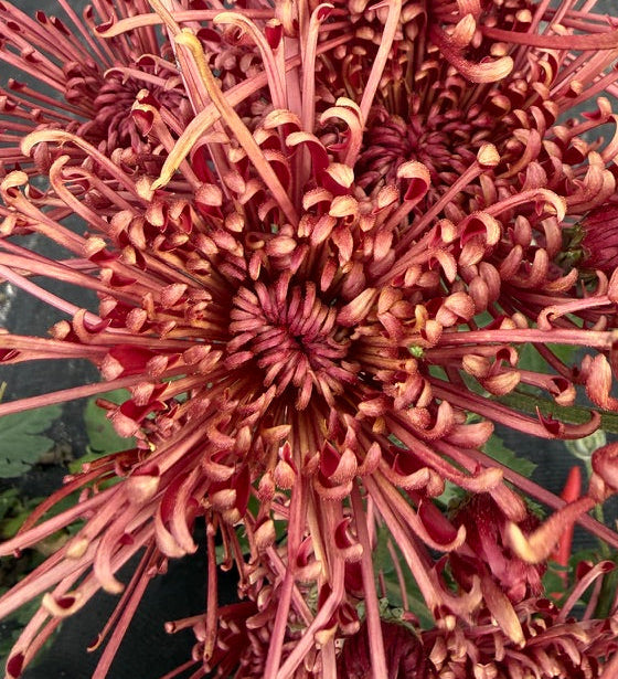 Chrysanthemum - Rooted Cutting - Scarlet O'Hara