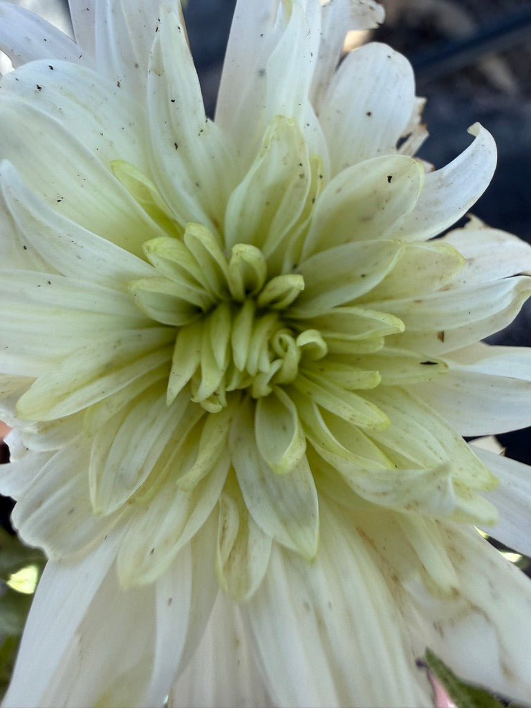 Chrysanthemum - Rooted Cutting - Zembla Lime