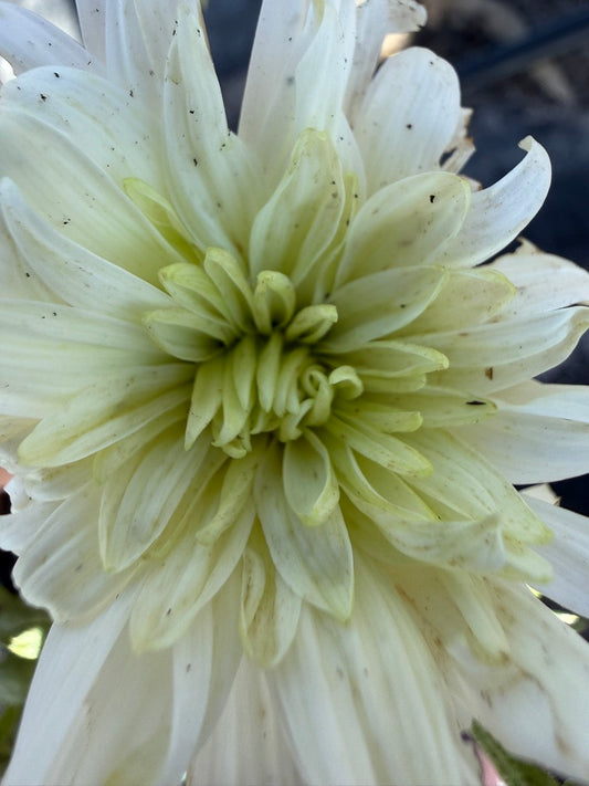 Chrysanthemum - Rooted Cutting - Zembla Lime