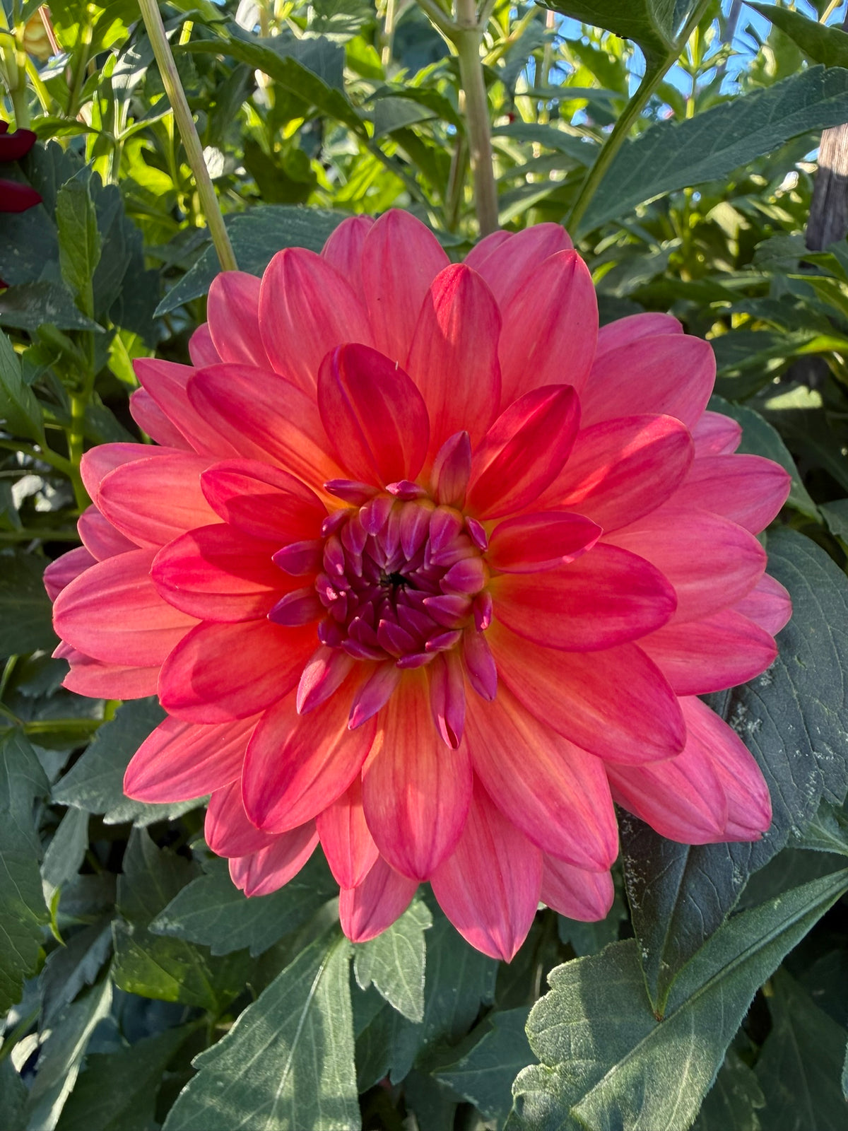 Dahlia - Miss Truss