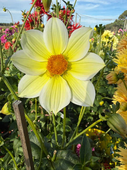 Dahlia - Firetail Citron