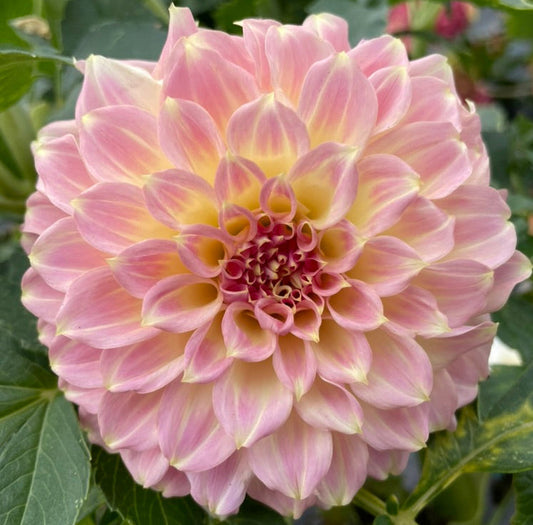 Dahlia Seed - Darbro Skylah