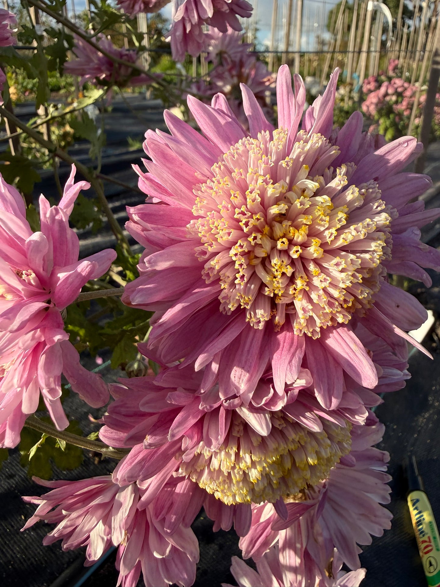 Chrysanthemum - Rooted Cutting - Isla Mechen