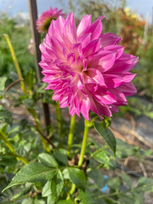 Dahlia - CMC treasure