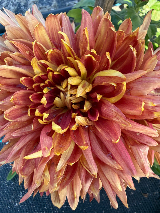 Chrysanthemum - Rooted Cutting - Heather James
