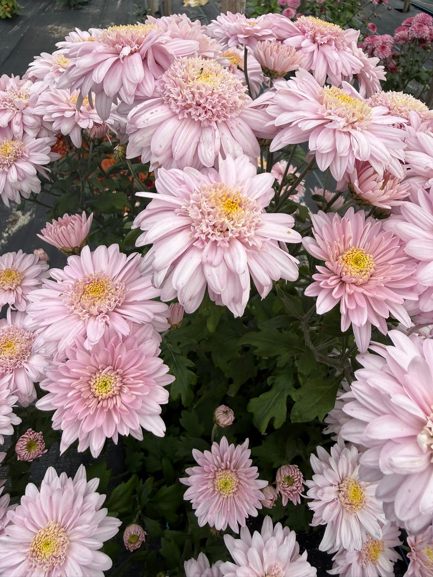 Chrysanthemum - Rooted Cutting - Rose Mundial