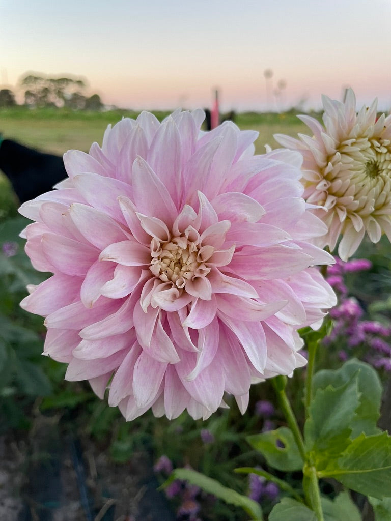 Dahlia - Clara Thora