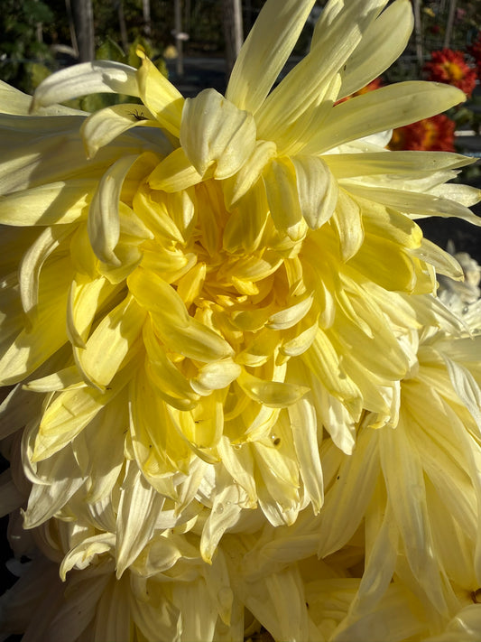 Chrysanthemum - Rooted Cutting - Patricia Burnett