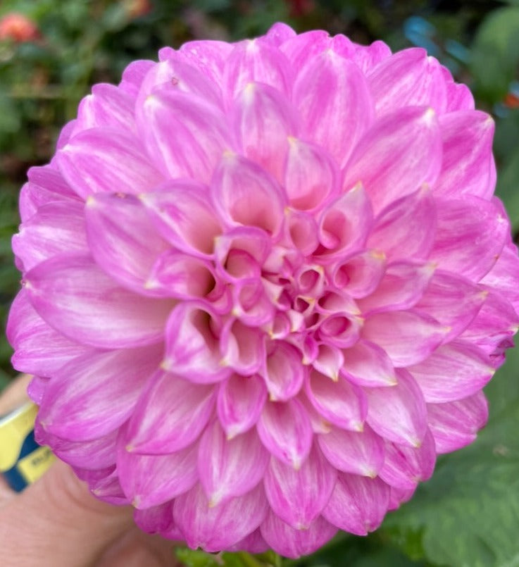 Dahlia - Winkie Pat