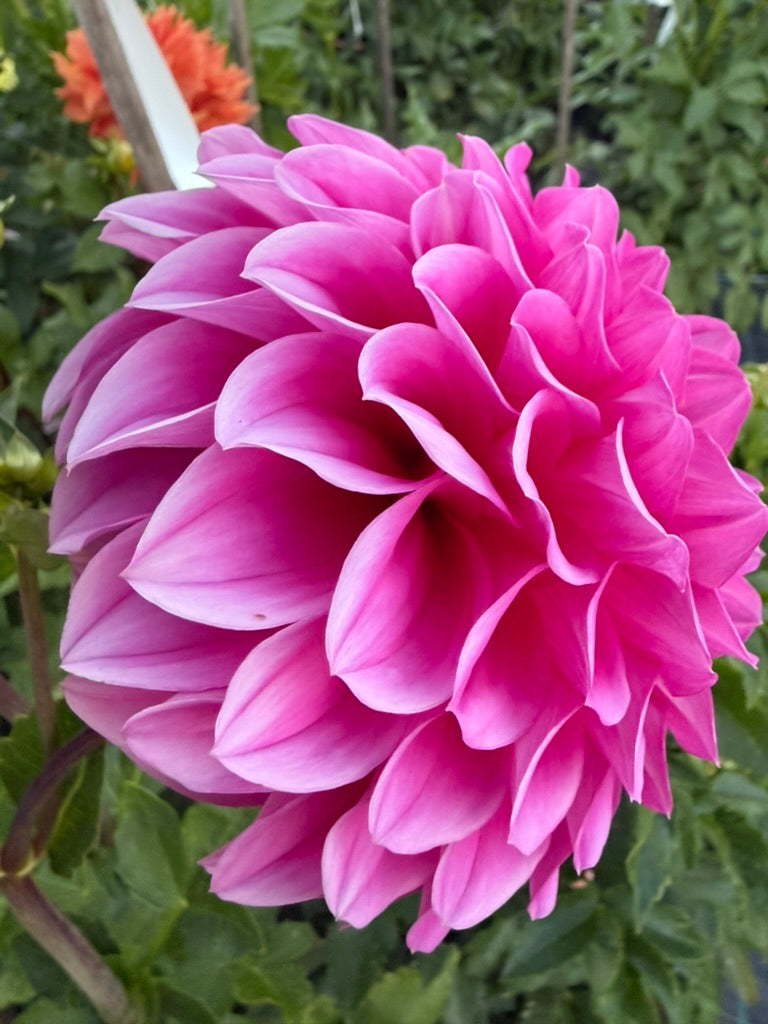 Dahlia - Devon Glen