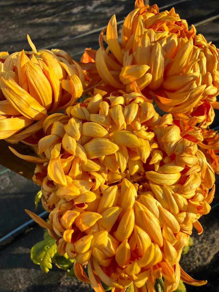 Chrysanthemum - Rooted Cutting - Jane Sharpe