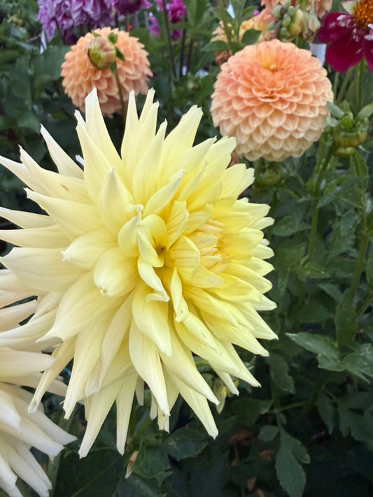 Dahlia - Ryecroft Helen