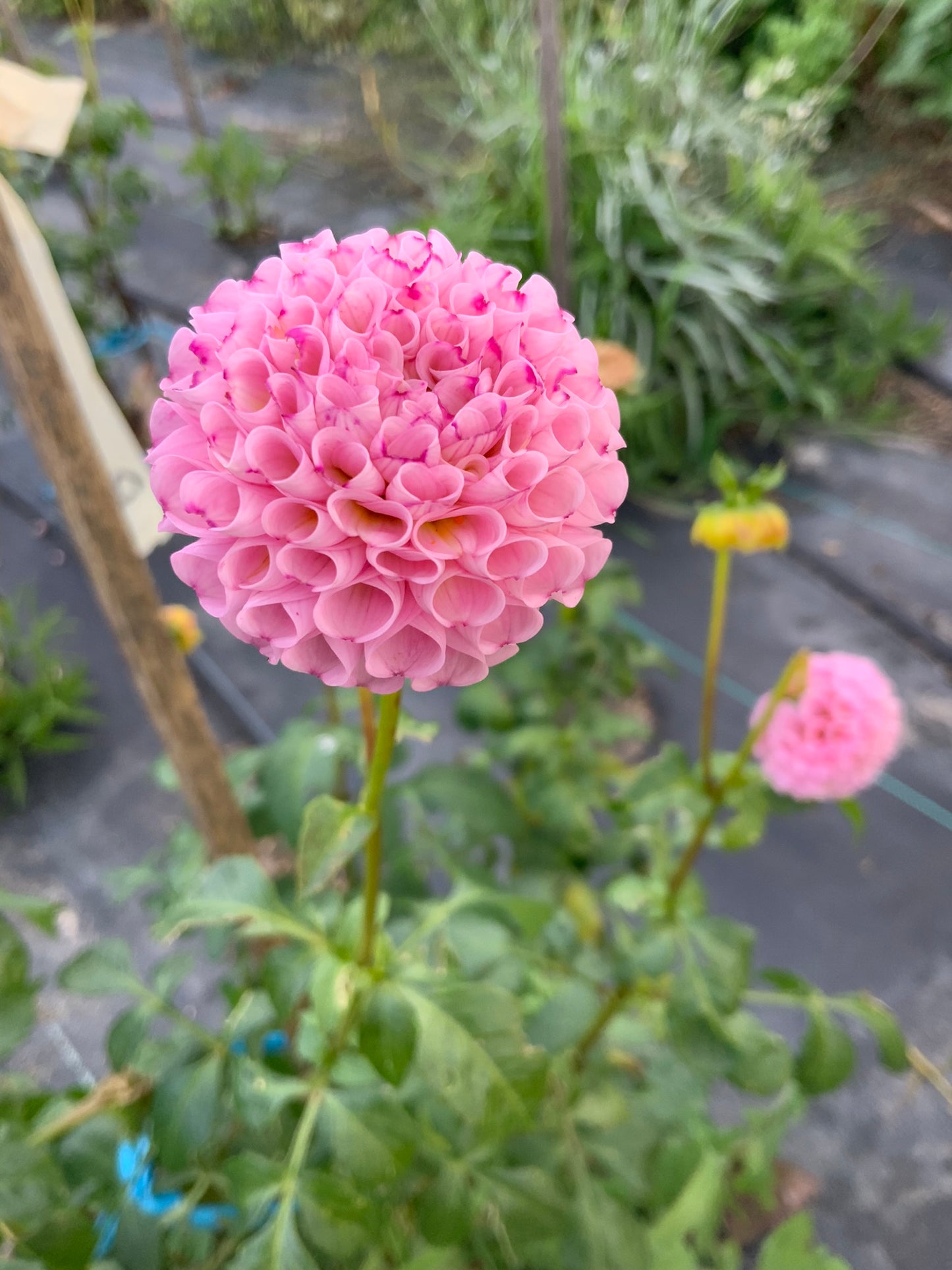 Dahlia - Pam - pink pom