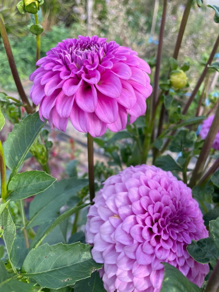 Dahlia - Glenmarc Connie