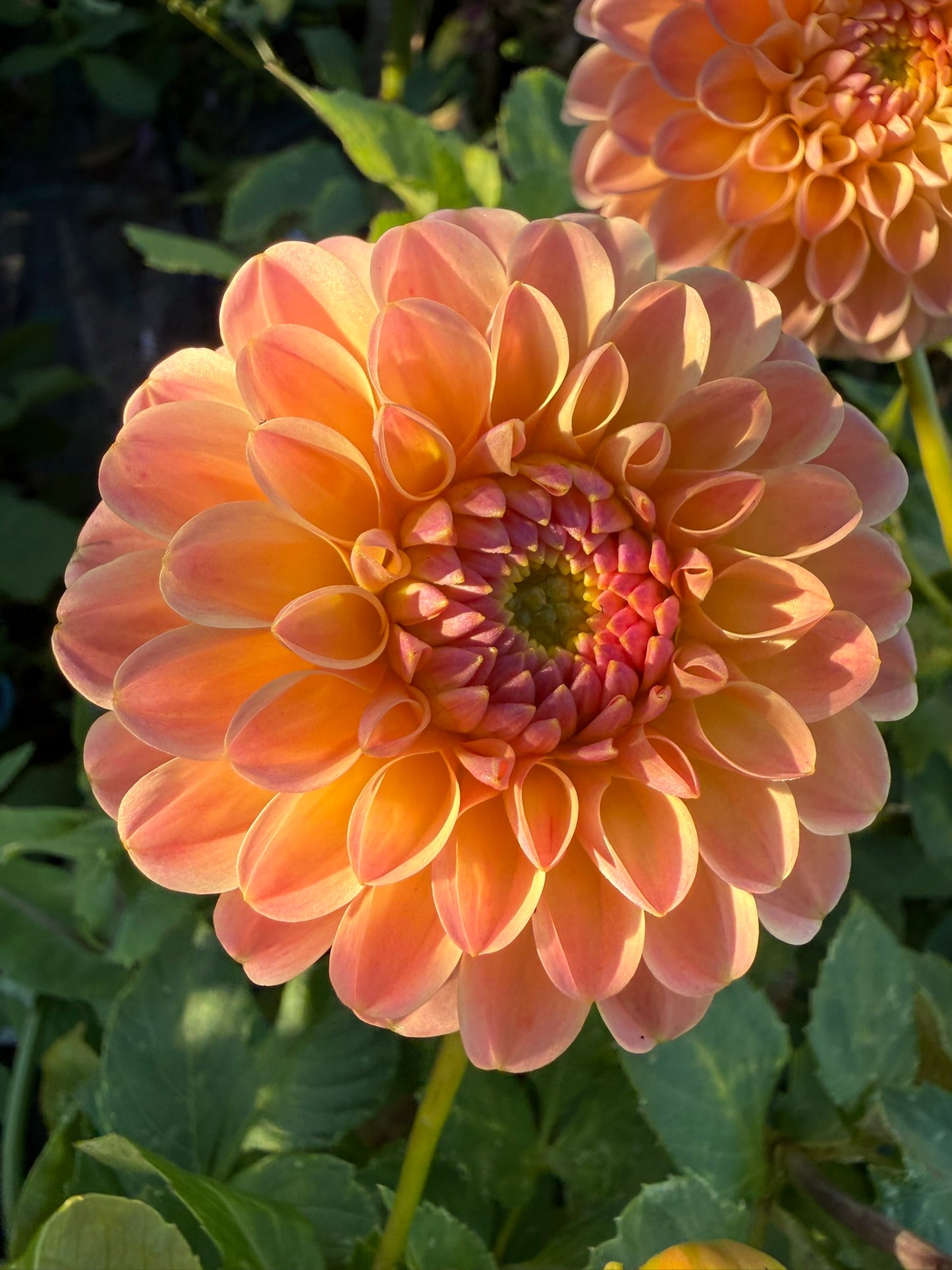Dahlia - LATE