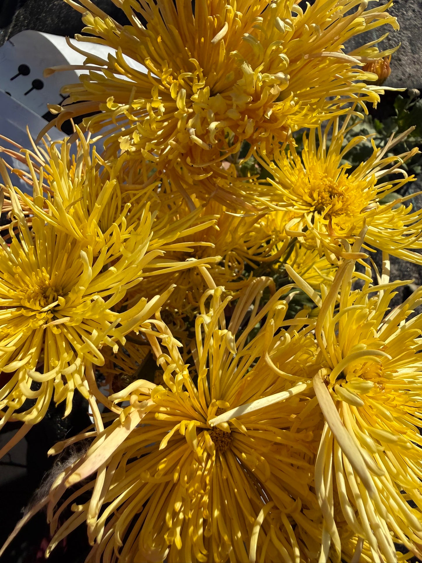 Chrysanthemum - Rooted Cutting - Western Toledo
