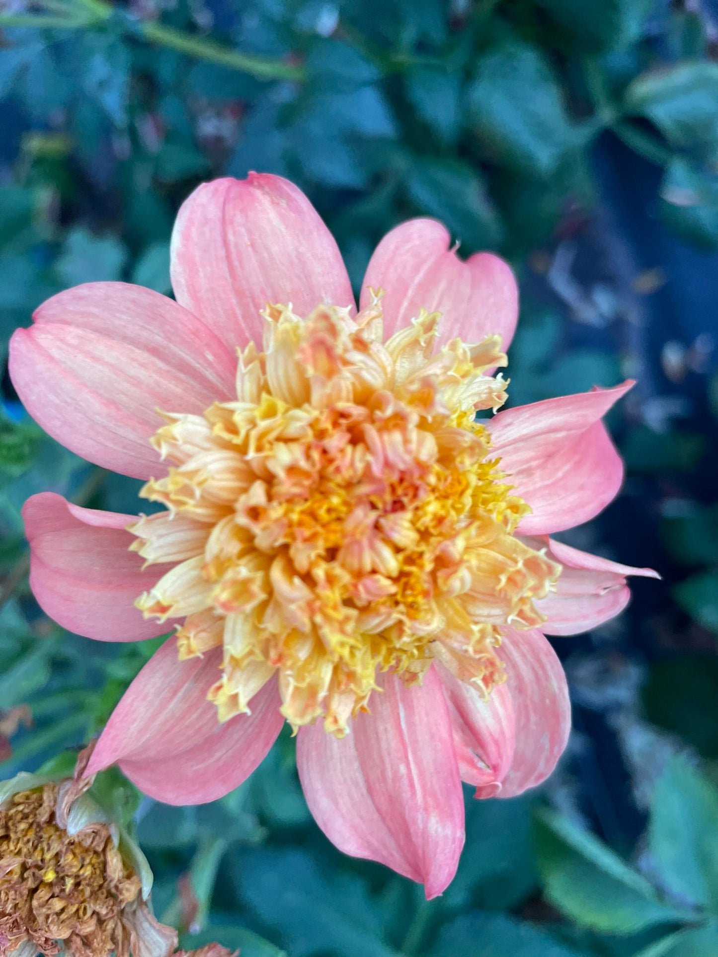 Dahlia - Jerry