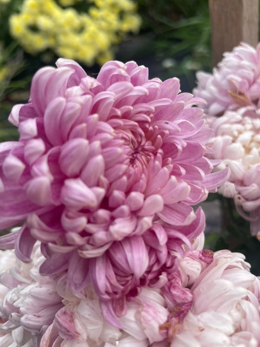 Heirloom Chrysanthemum - Rooted Cutting - Cosmo Pink