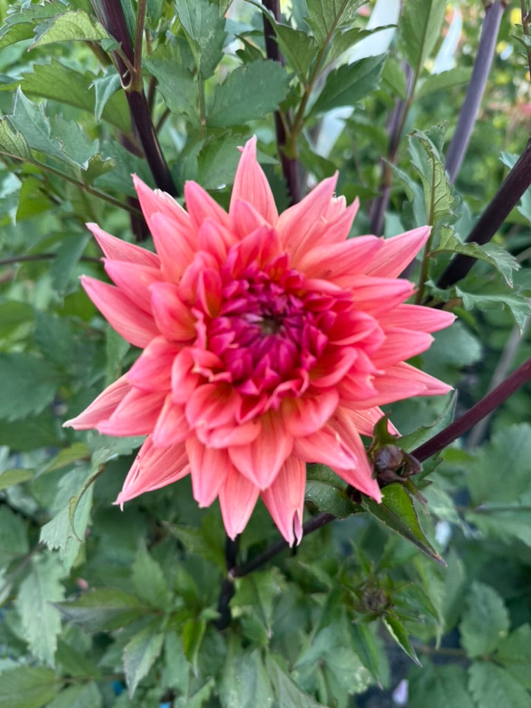 Dahlia - Kirah - Z