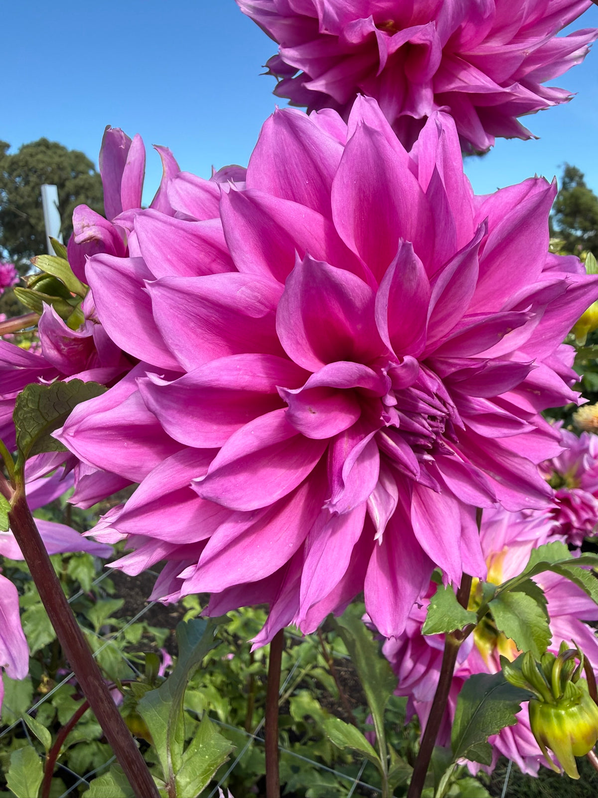 Dahlia - Como Polly