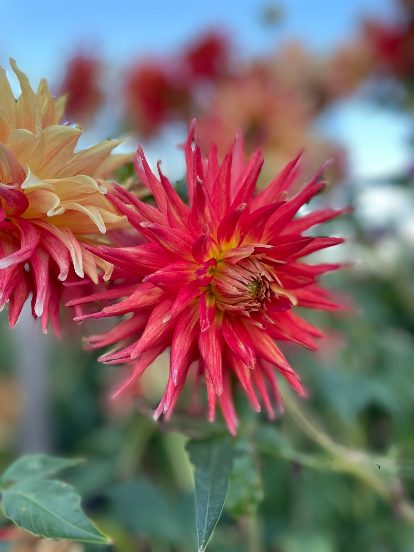 Dahlia - Kenora Sunset