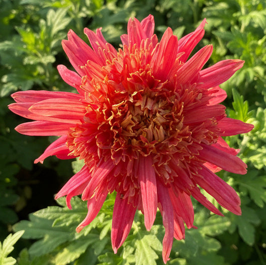 Chrysanthemum - Rooted Cutting - Rubella