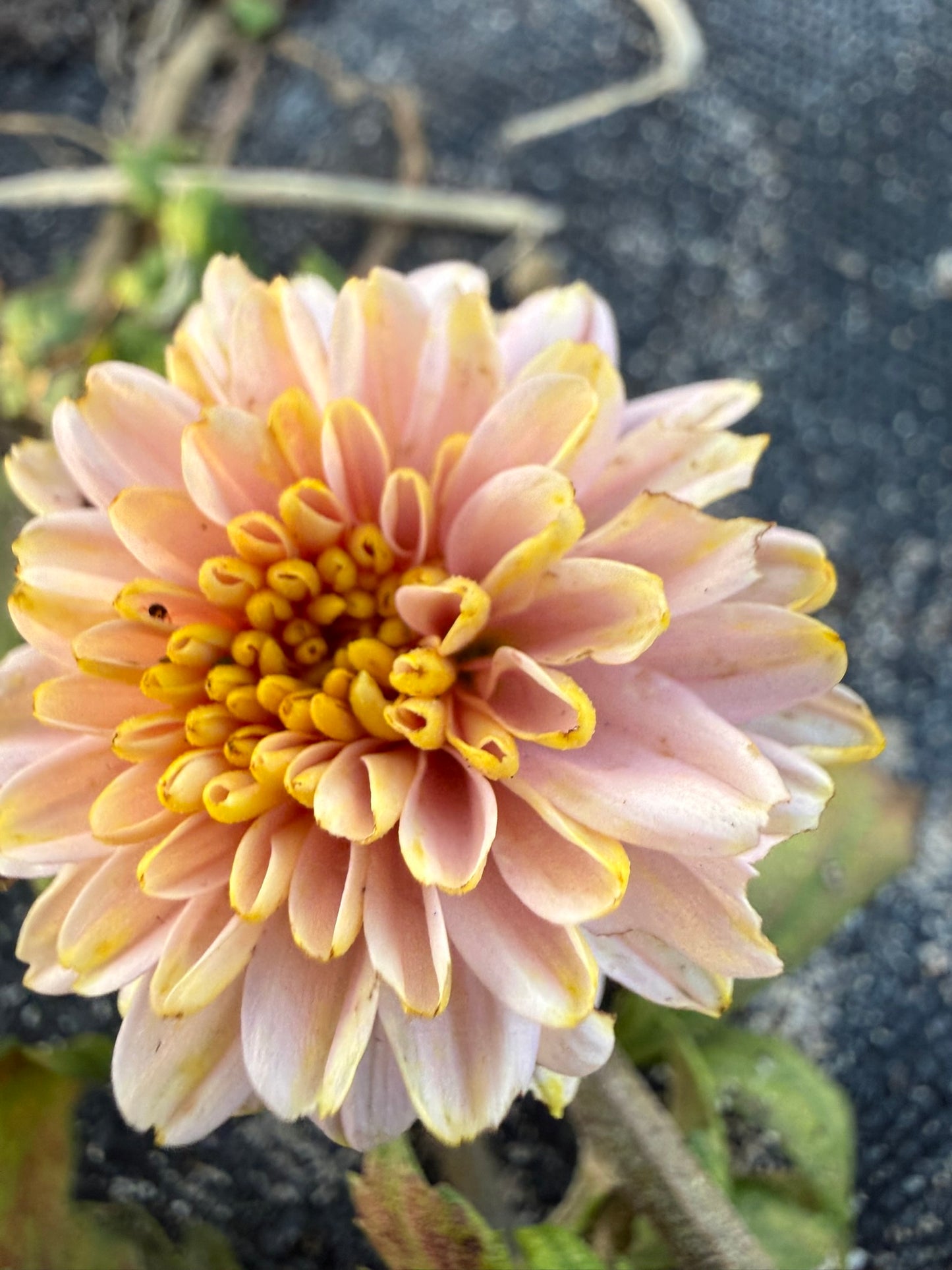 Heirloom Chrysanthemum - Rooted Cutting - Pink Fairy