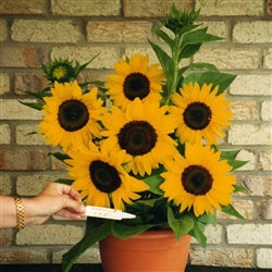 Seed - Sunflower Radiance
