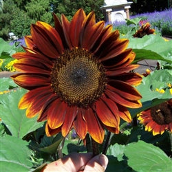 Seed - Sunflower Royal Velvet