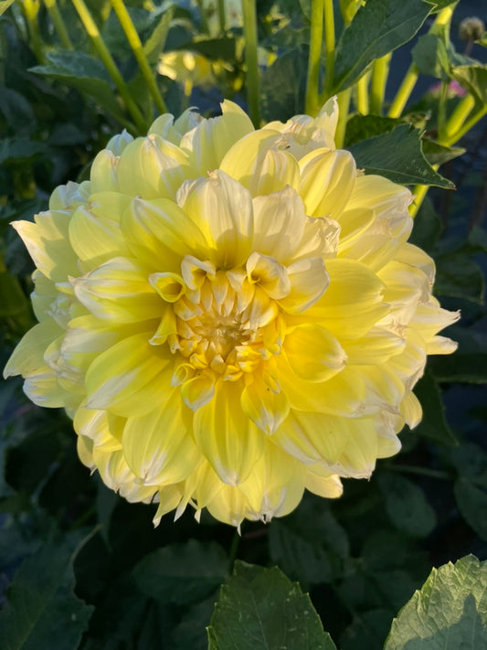 Dahlia - Lemon Snow