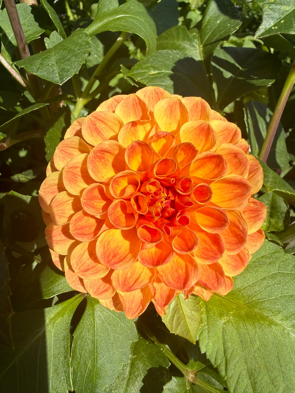 Dahlia - Larva O