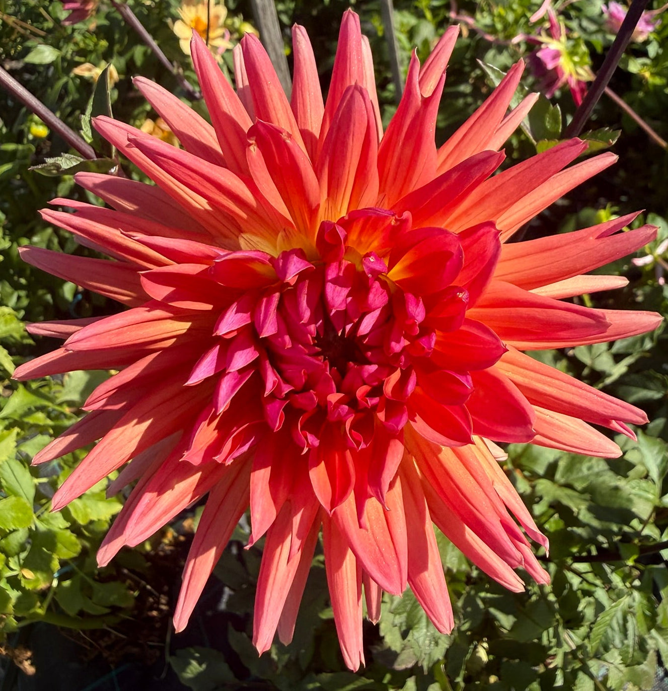 Dahlia - Kirah - Z