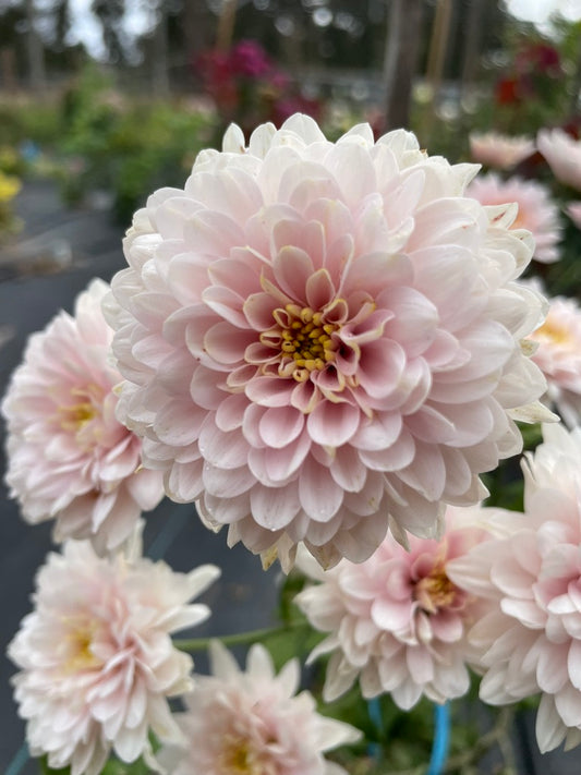 Heirloom Chrysanthemum - Rooted Cutting - Rossana Charlotte