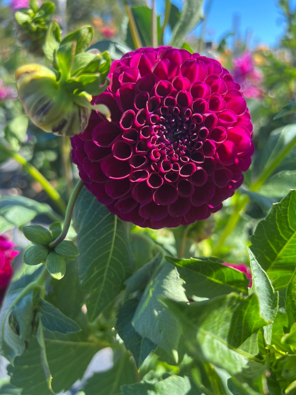 Dahlia Seed - Ivanetti