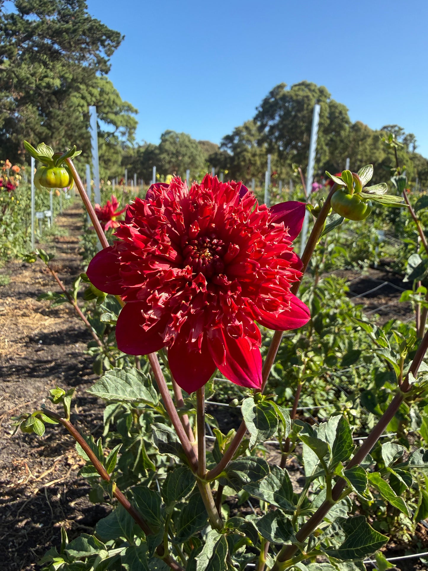 Dahlia - Christie Topnot