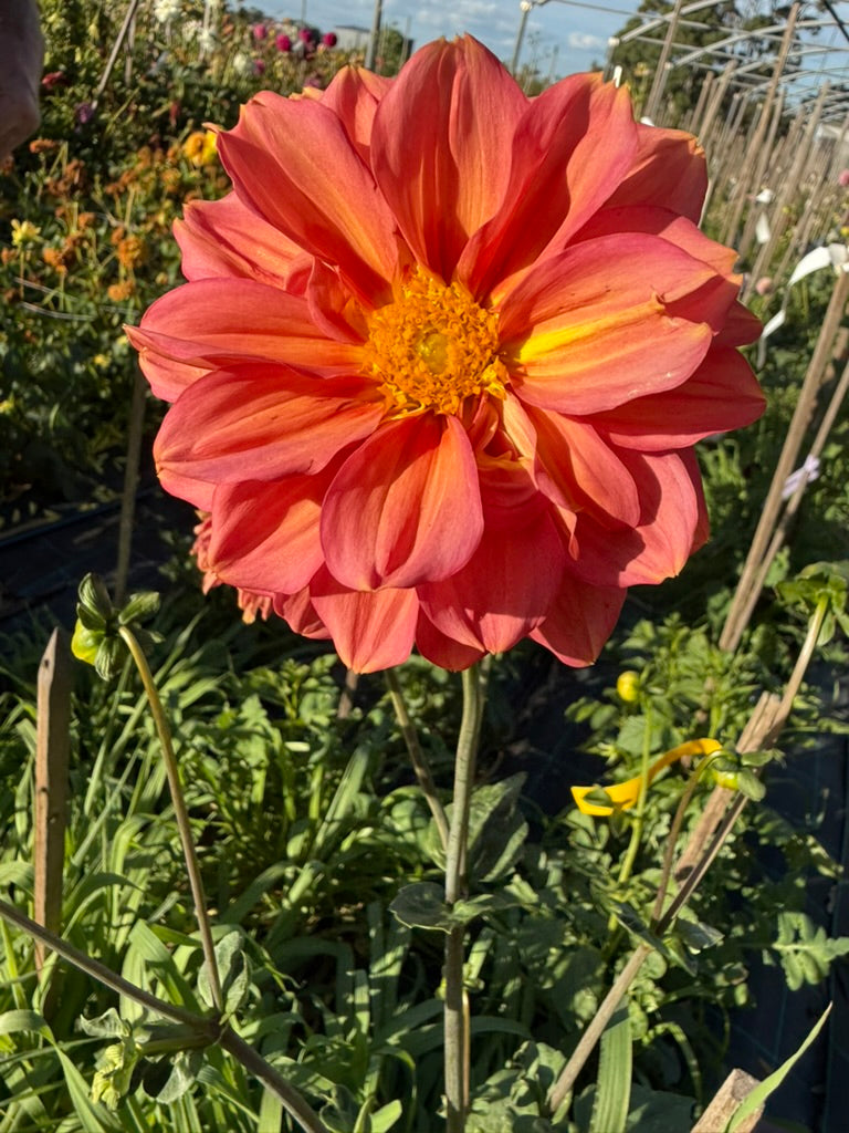Dahlia - Katrina Ann