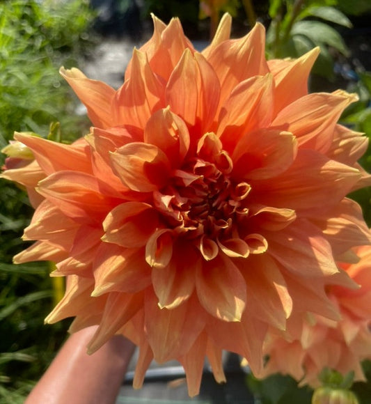 Dahlia - Delbard Gange