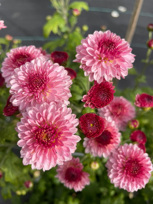 Heirloom Chrysanthemum - Rooted Cutting - Jewel Cherry