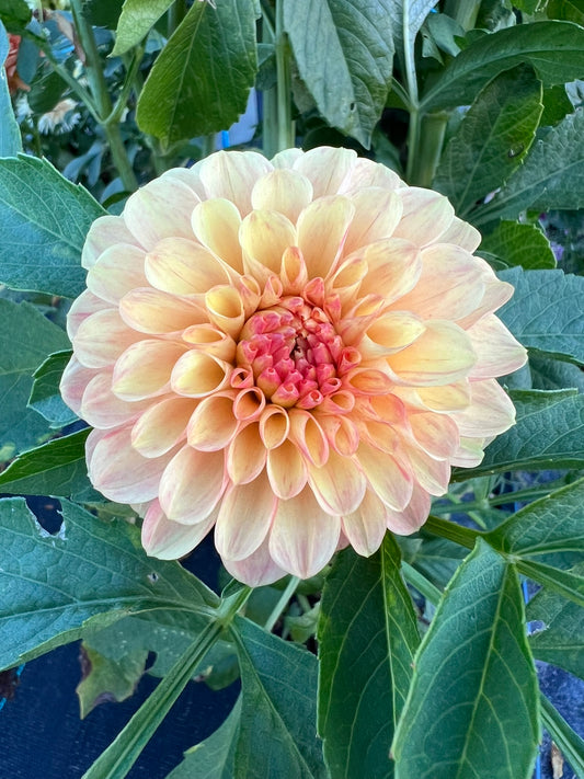 Dahlia - Candyman