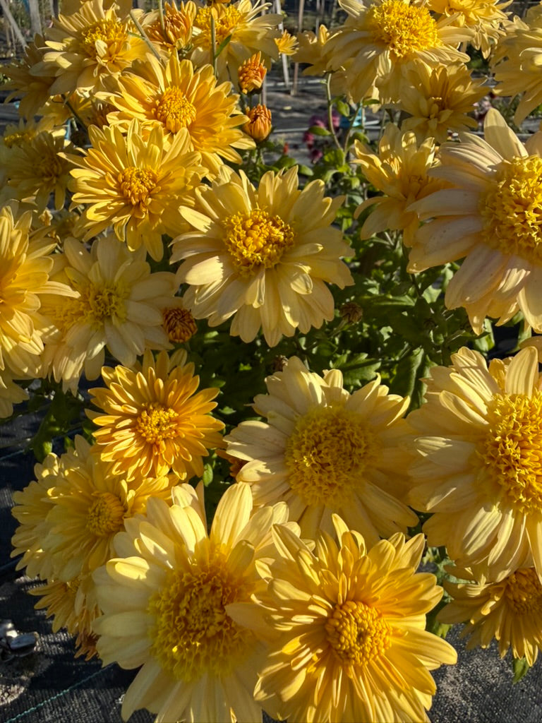 Chrysanthemum - Rooted Cutting - Stoakes Cameo